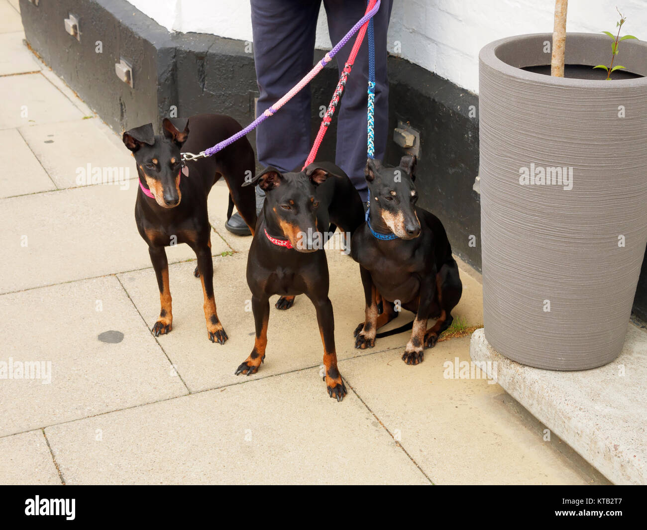 Trois chiens pinscher nain en promenade Banque D'Images