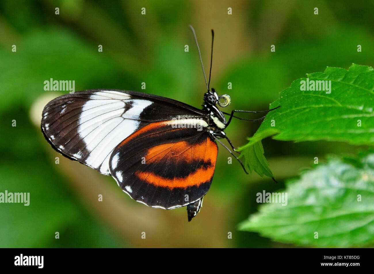 Pollen imbibé golden helicon butterfly tombe sur une plante en jardins de papillons. Banque D'Images