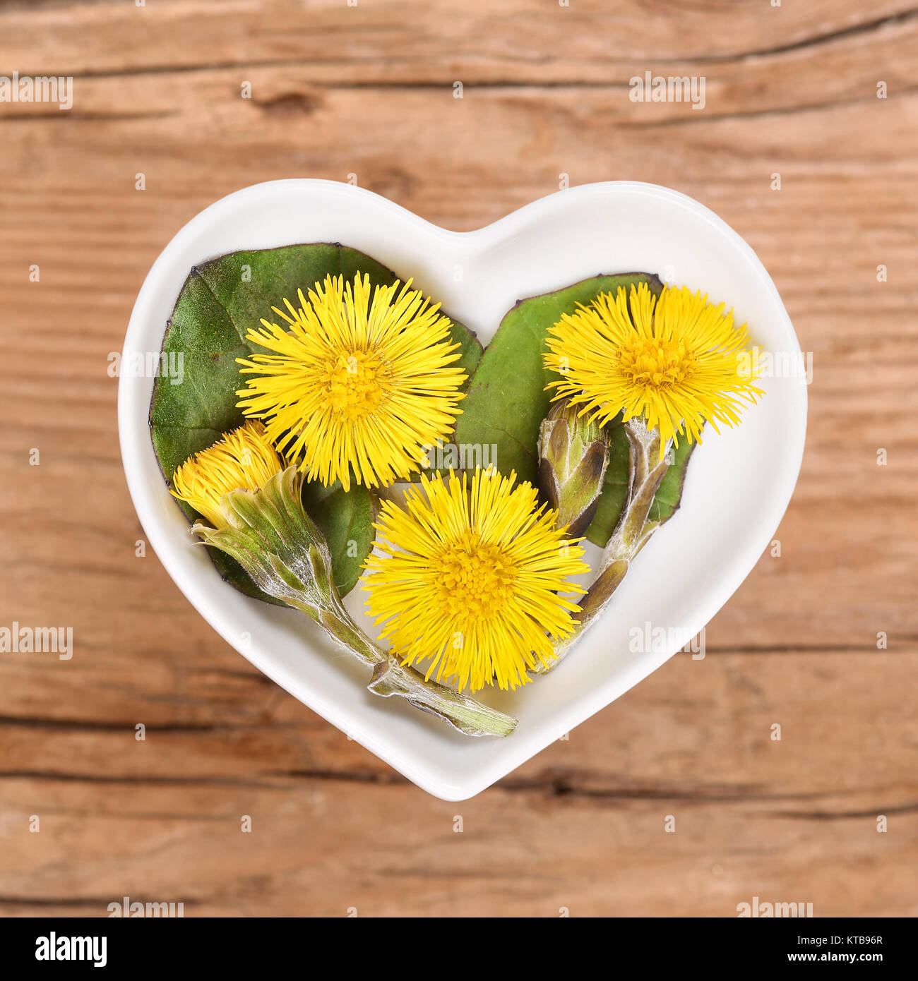 huplattich, homéopathie et cuisine avec des herbes médicinales Banque D'Images