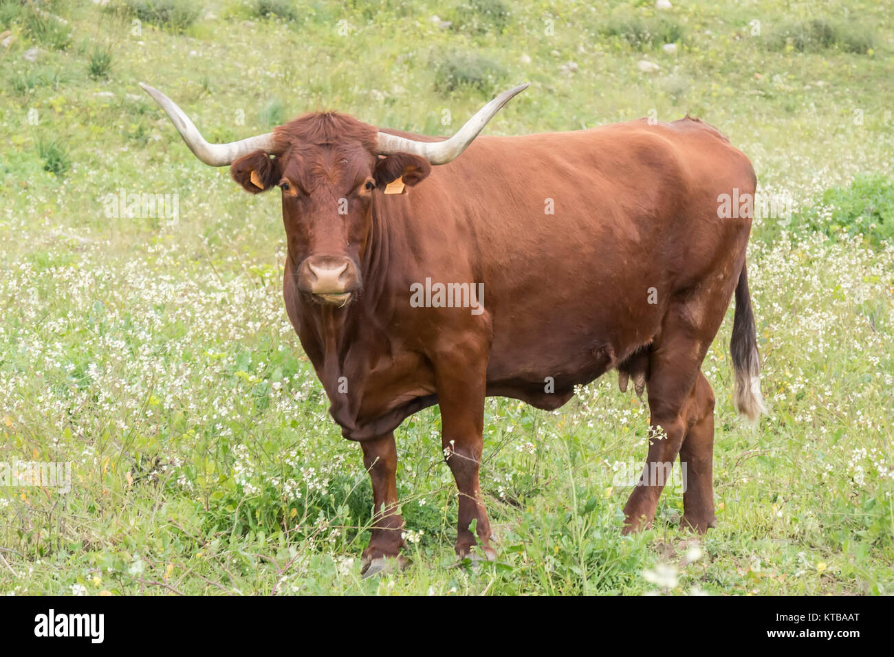 Bull dans une prairie fleurie Banque D'Images