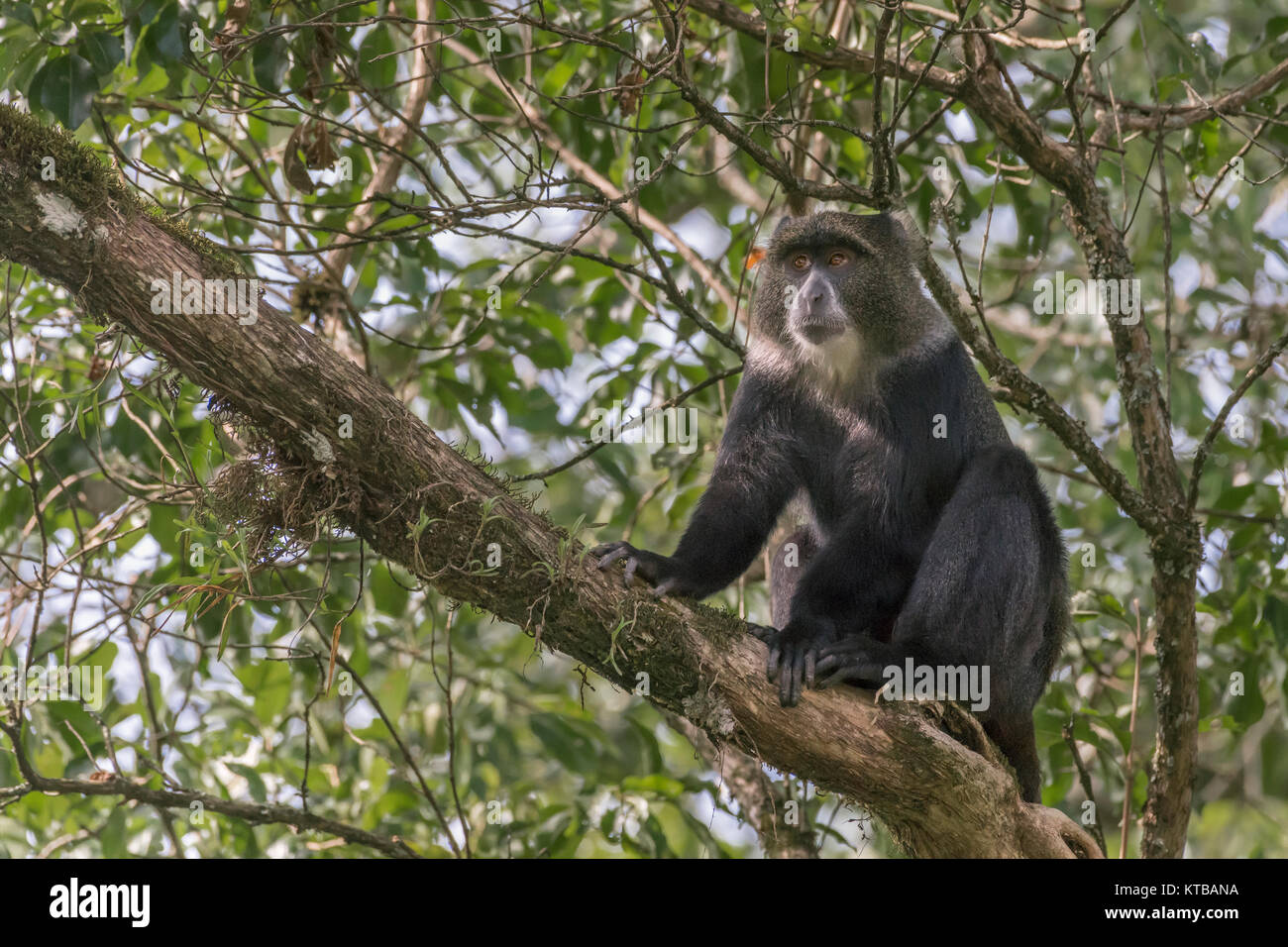 Singe bleu (Cercopithecus mitis) élevée dans l'arbre ci-dessous le mont Meru, Arusha NP, Tanzanie Banque D'Images