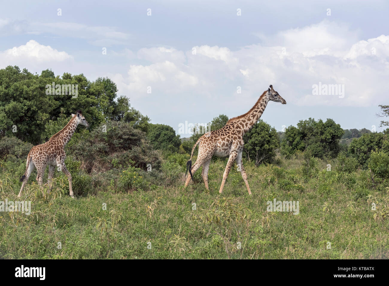 La mère et le bébé girafe de Masai, Parc National d'Arusha, Tanzanie Banque D'Images