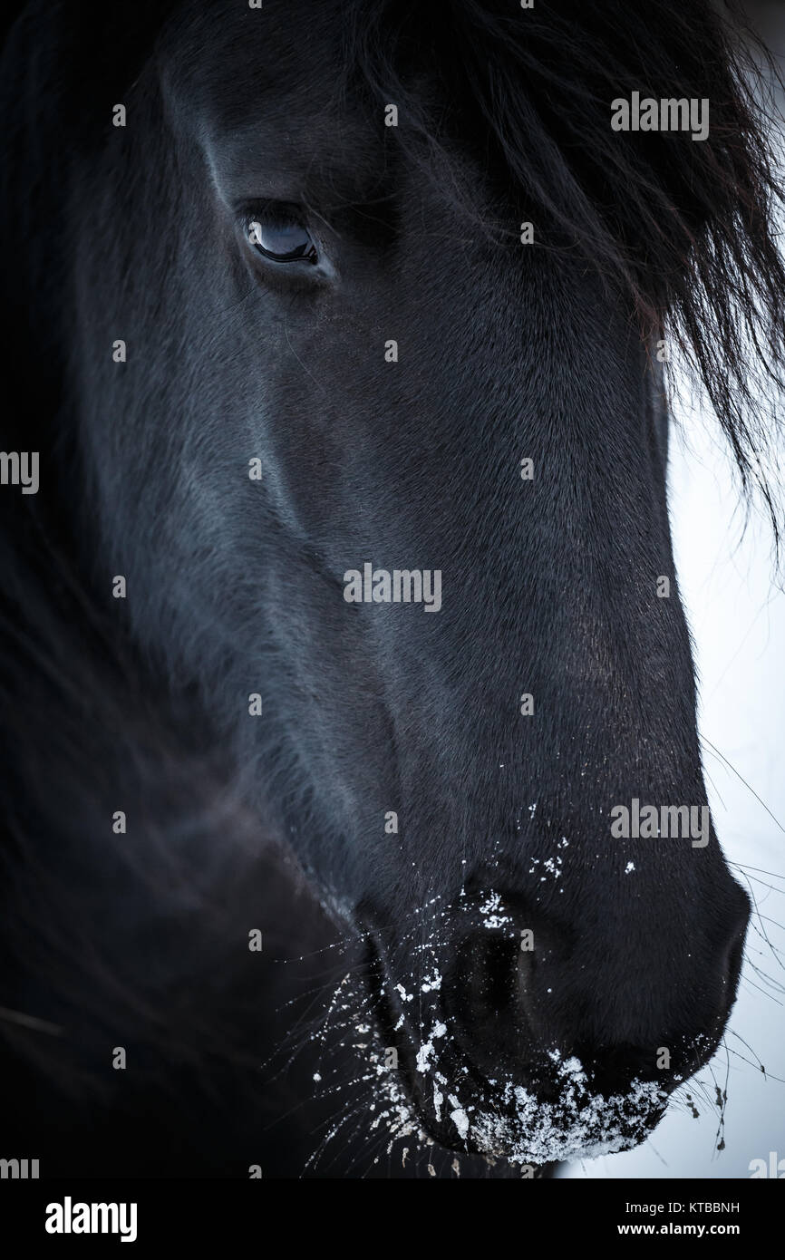 Beauté Portrait cheval frison en hiver Banque D'Images