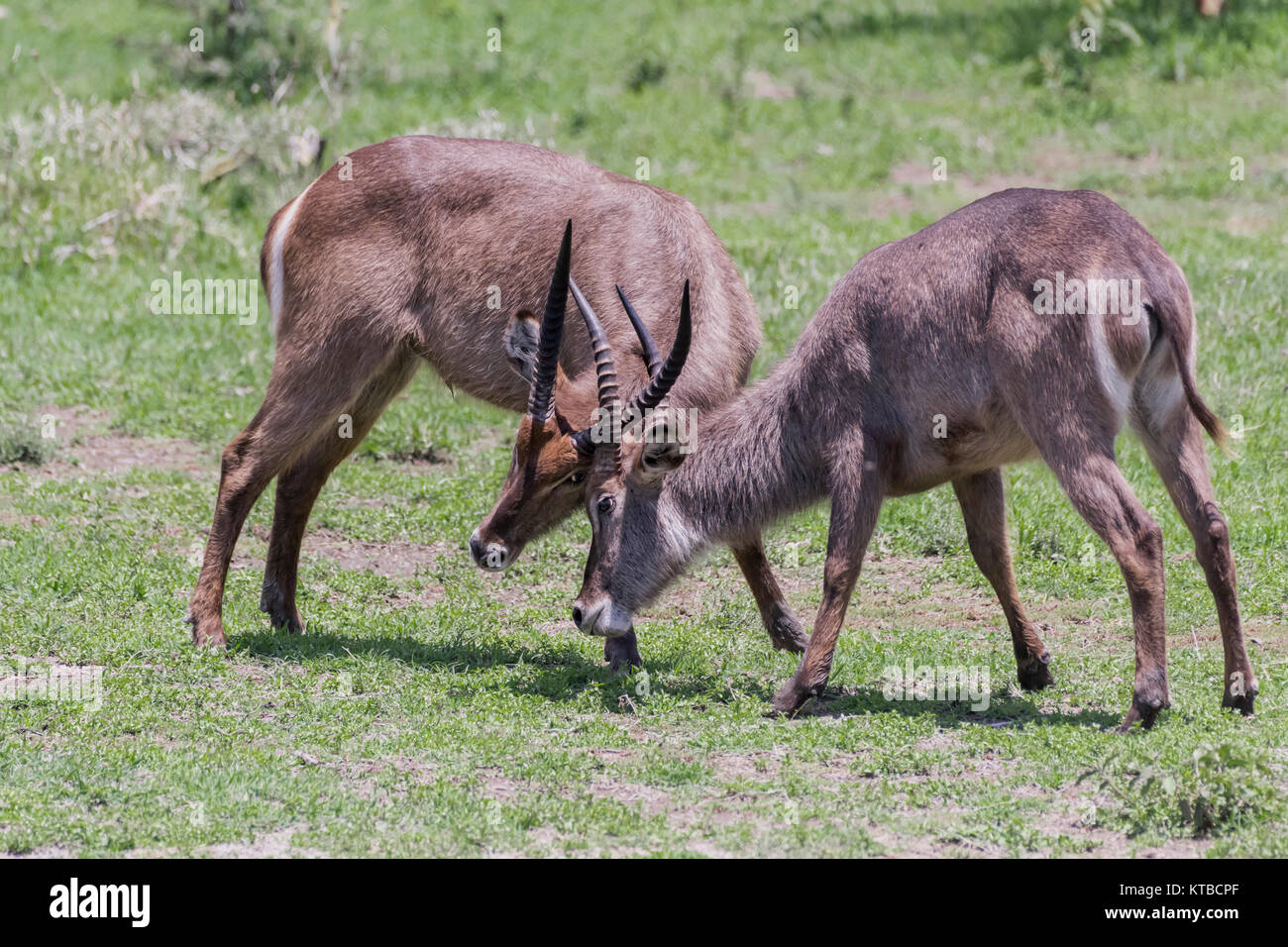 Hommes Sparring waterbucks) ellipsipymnus (Kobus 1, NP Arusha, Tanzanie Banque D'Images