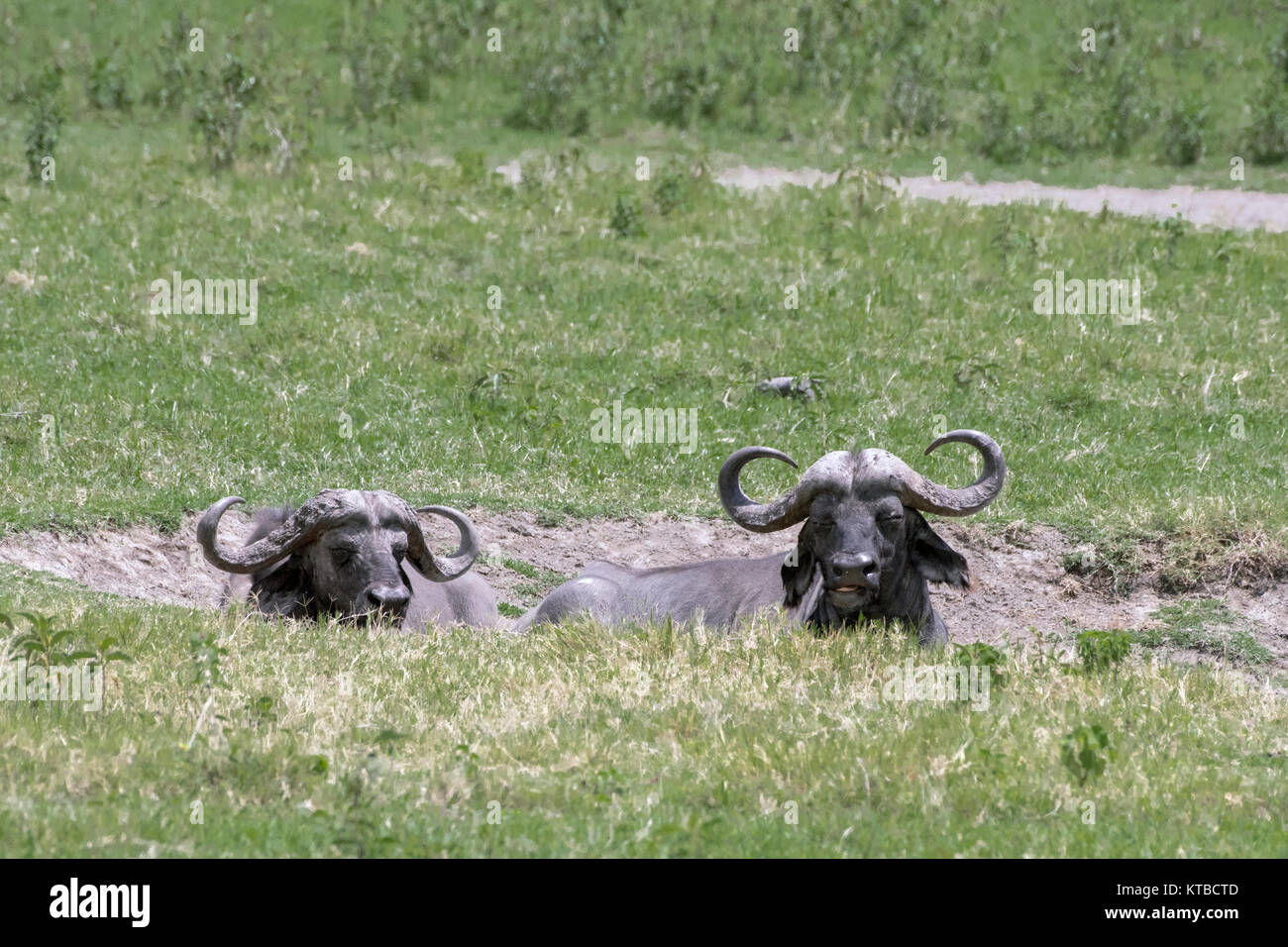 Paire de buffle dormir dans un trou bourbeux, Arusha NP, Tanzanie Banque D'Images