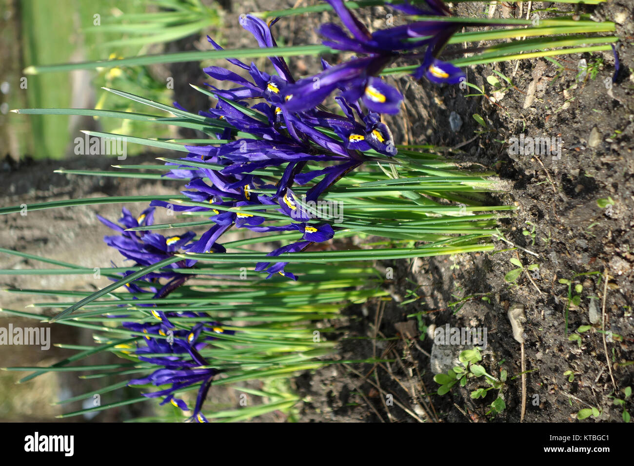 Petit iris à feuilles en filet Banque D'Images