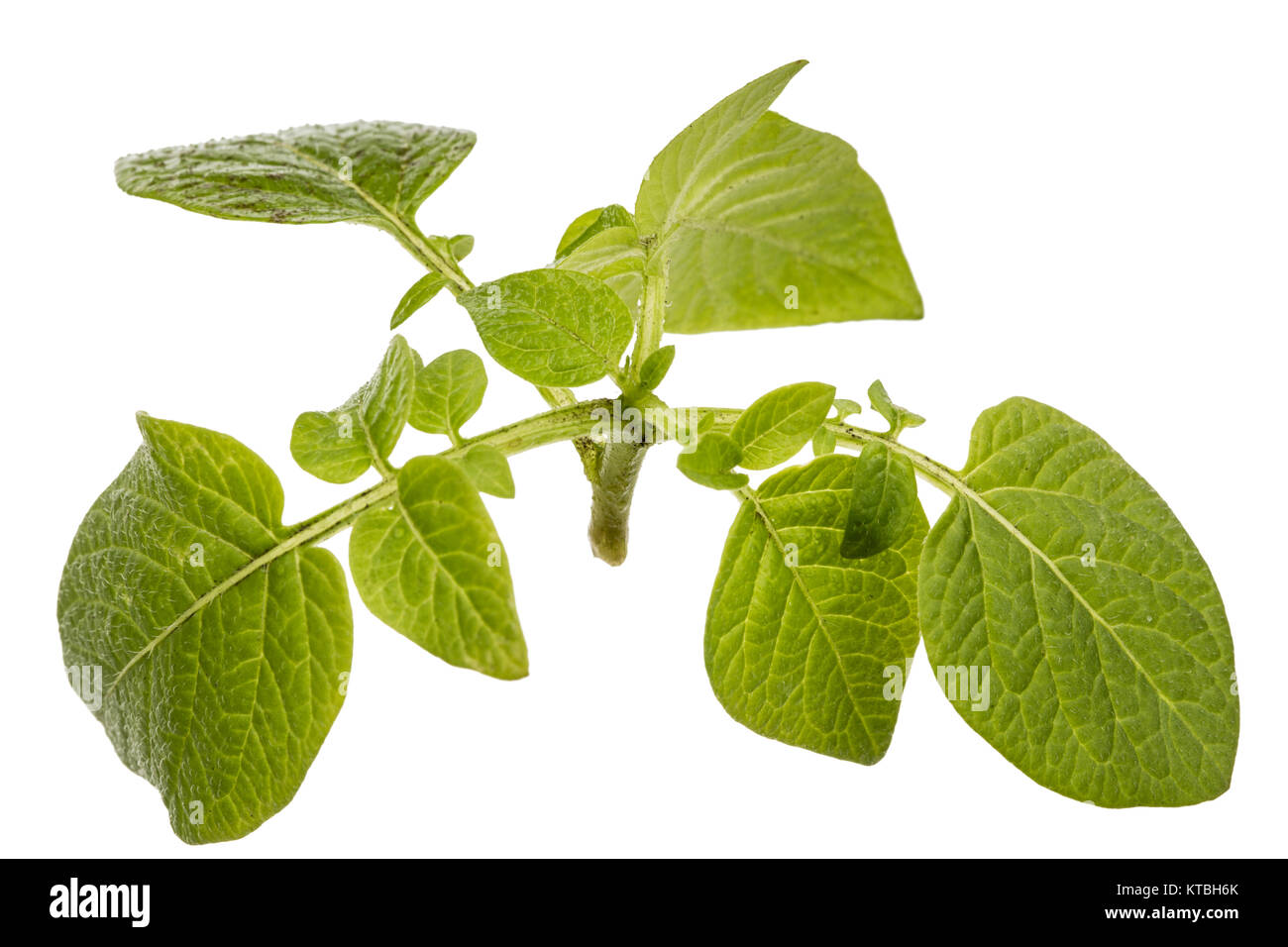 Feuilles de pomme de terre, isolé sur fond blanc Banque D'Images