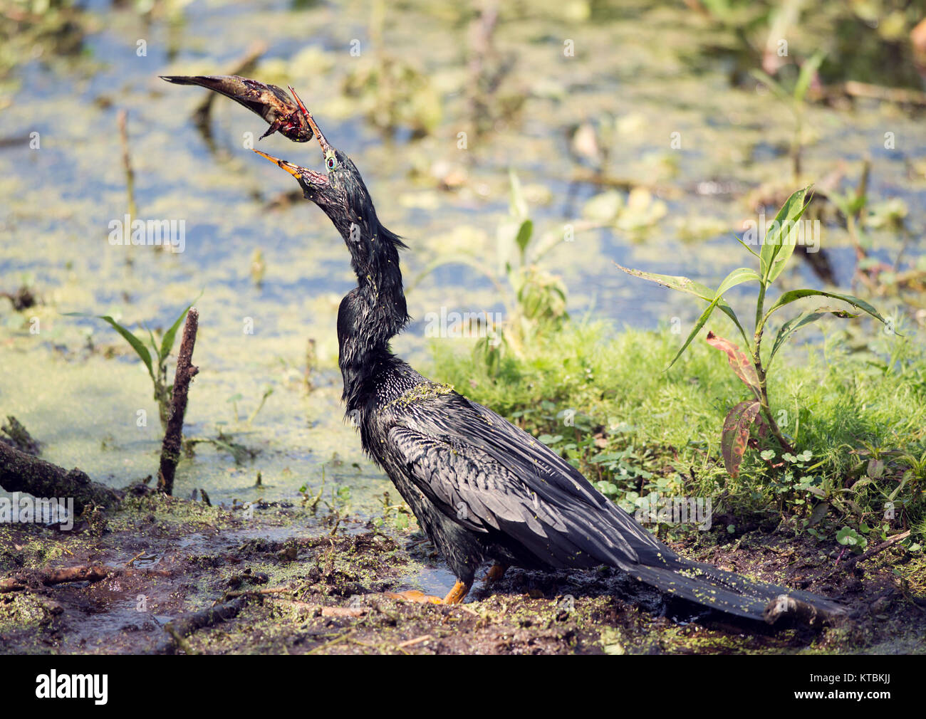 Anhinga downing un poisson Banque D'Images
