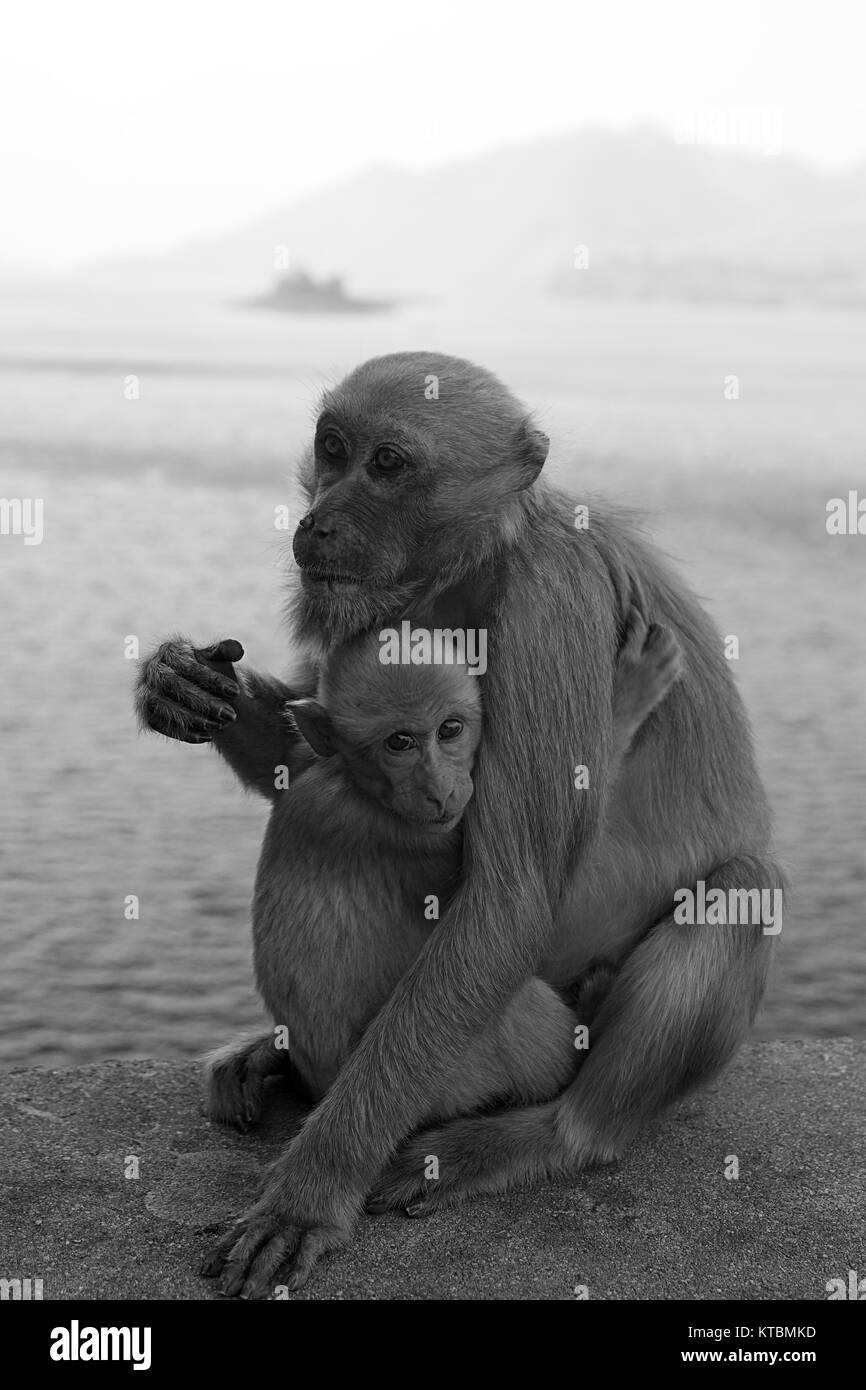 Singe et bébé singe hugging noir blanc Banque D'Images