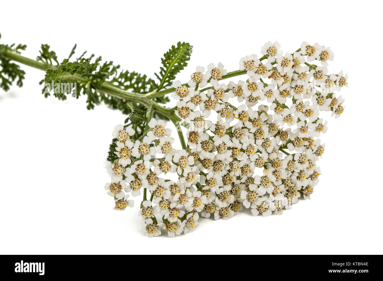 Fleurs d'achillée, lat. L'Achillea millefolium, isolé sur fond blanc Banque D'Images