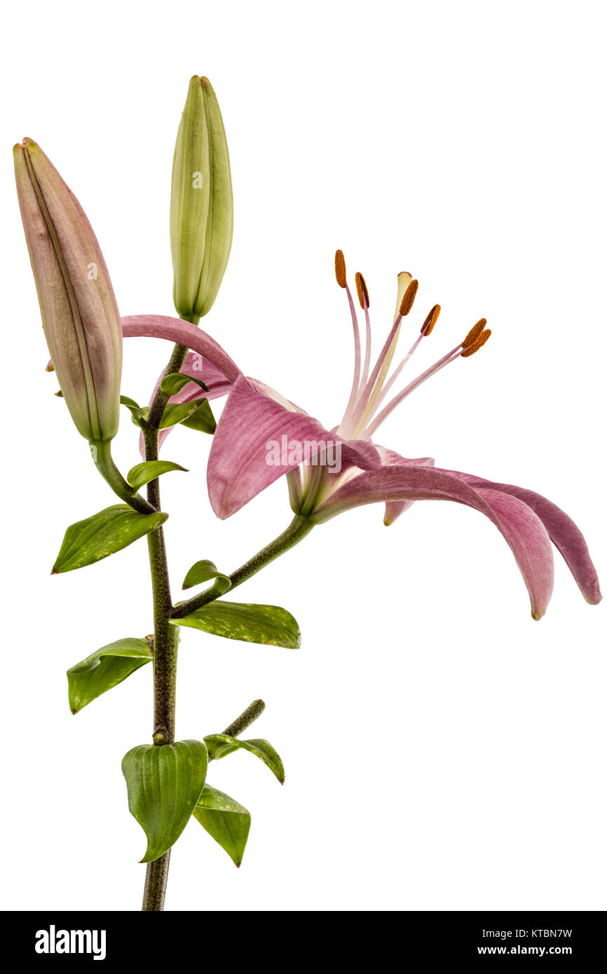 Fleur d'une lily rose, isolé sur fond blanc Banque D'Images