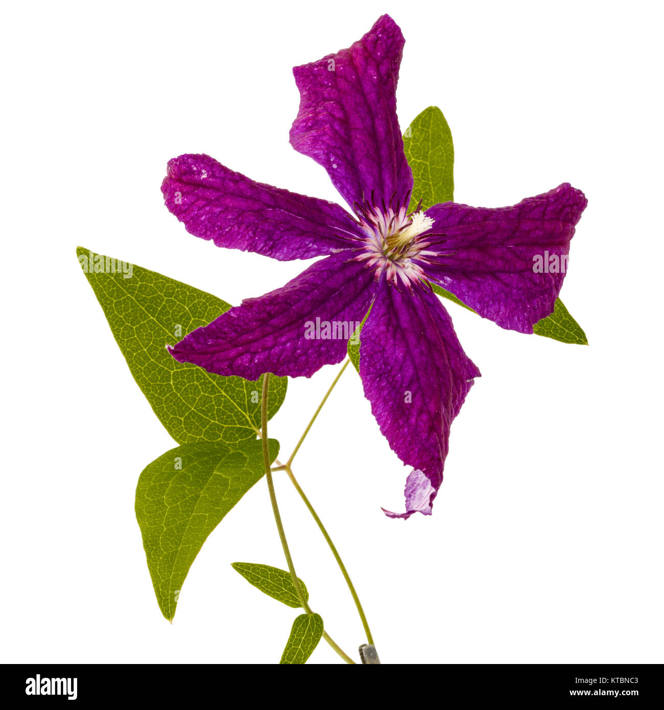 Clématite violet fleur, isolé sur fond blanc Banque D'Images