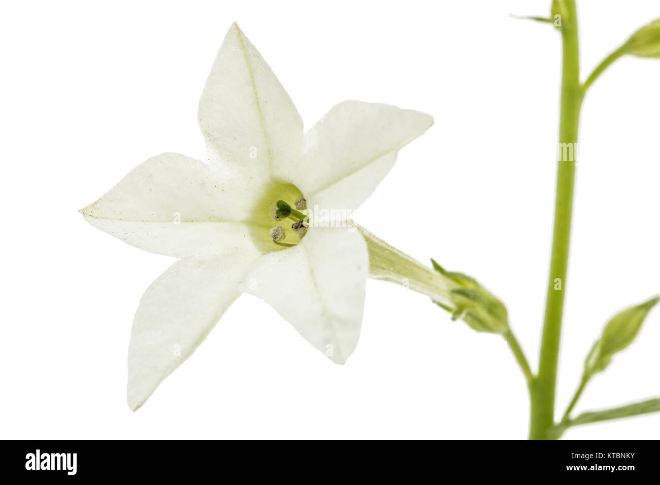 Fleur de tabac odorant, lat. Nicotiana sanderae, isolé sur fond blanc Banque D'Images