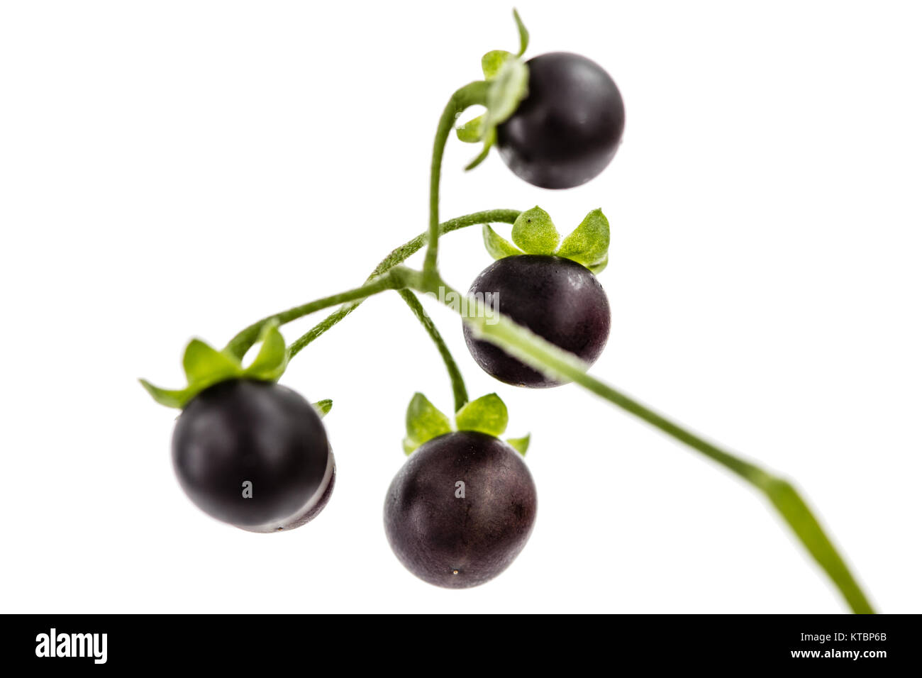 Berry de la morelle noire, lat. Solanum nígrum, plante toxique, isolé