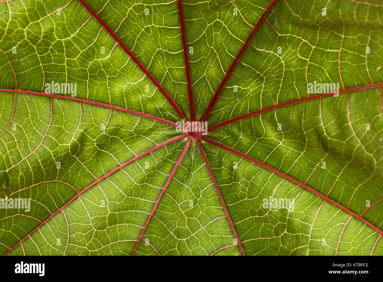 Feuilles de Ricinus communis. Natural Background Banque D'Images