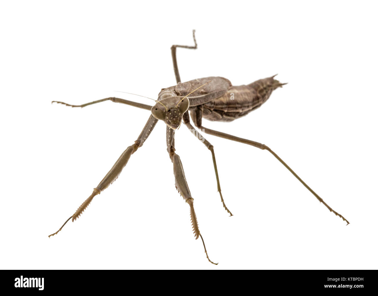 Mantis mantis ou ordinaires, religieux isolé sur fond blanc Banque D'Images