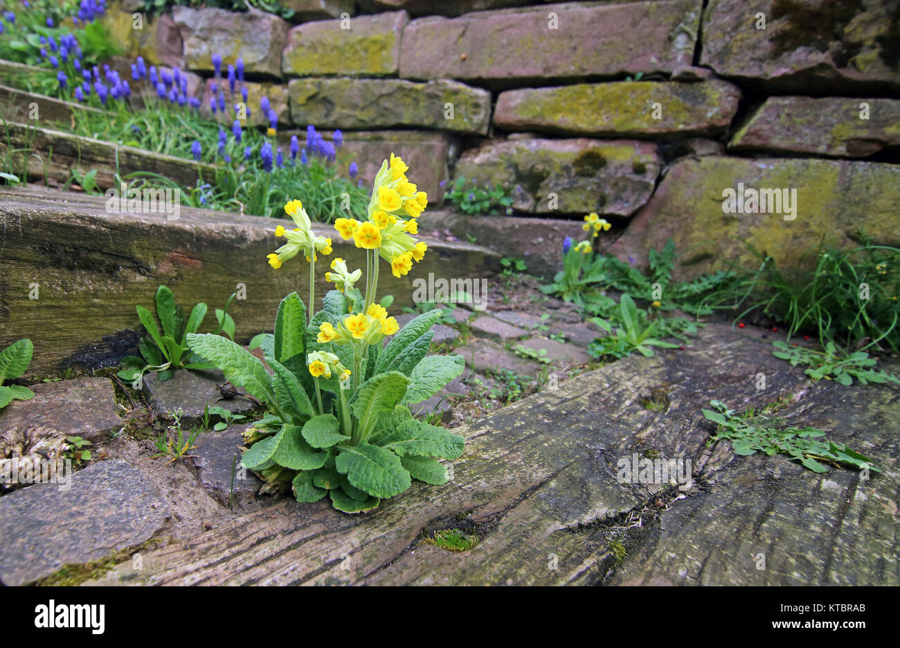 escalier nature dans le jardin avec fleur porte-clés Banque D'Images