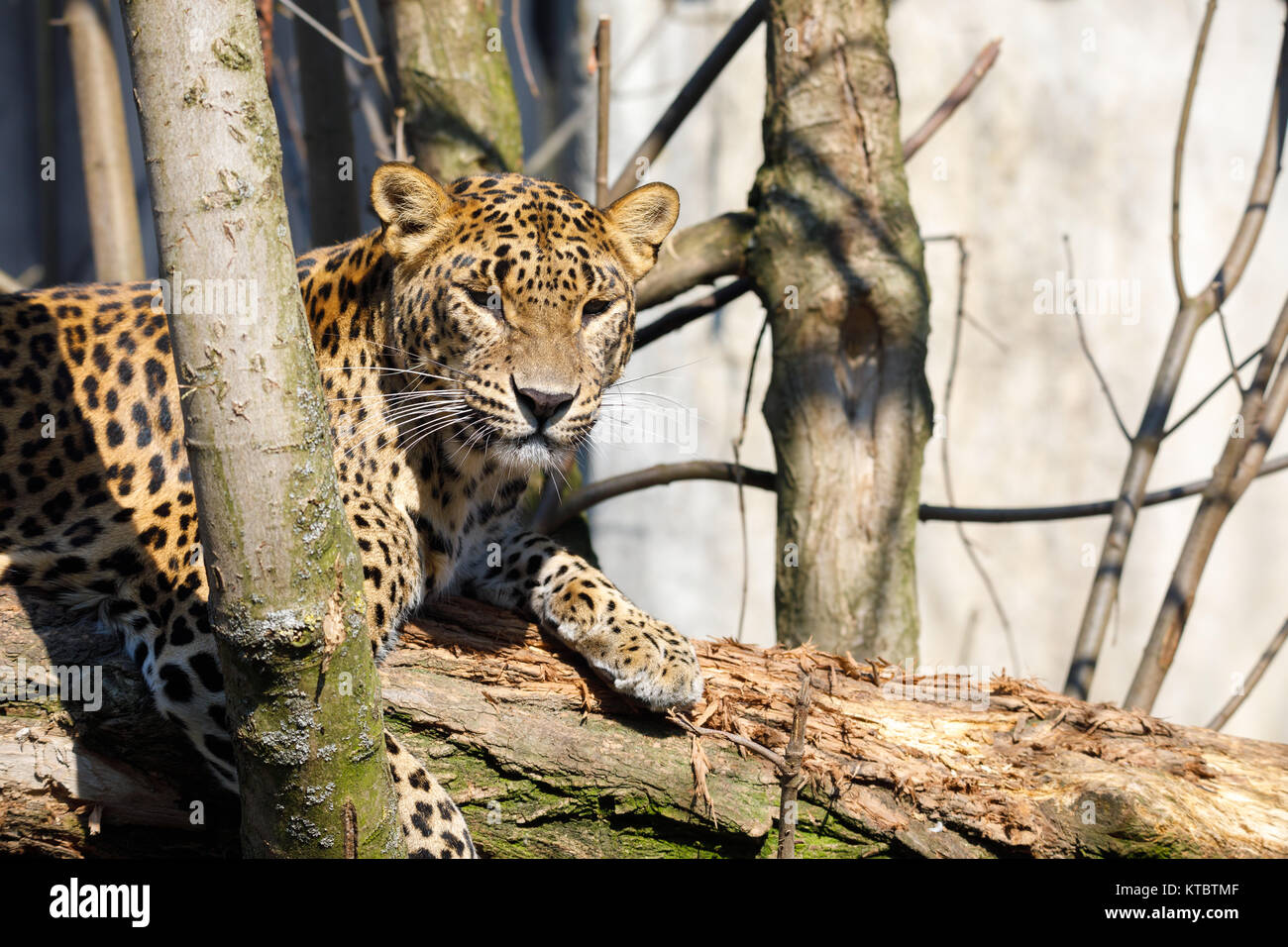 Sri Lanka cejlon, leopard (Panthera pardus kotiya) Banque D'Images