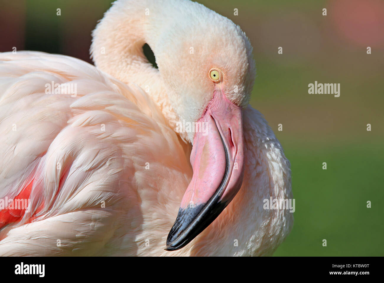 rosaflamingo phoenicopterus roseus Banque D'Images