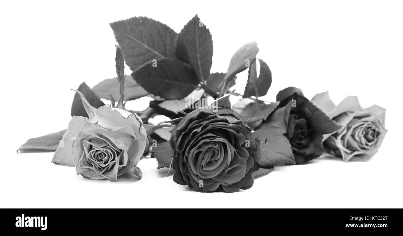 Close-up de fleur rose foncé avec trois autres fleurs Banque D'Images