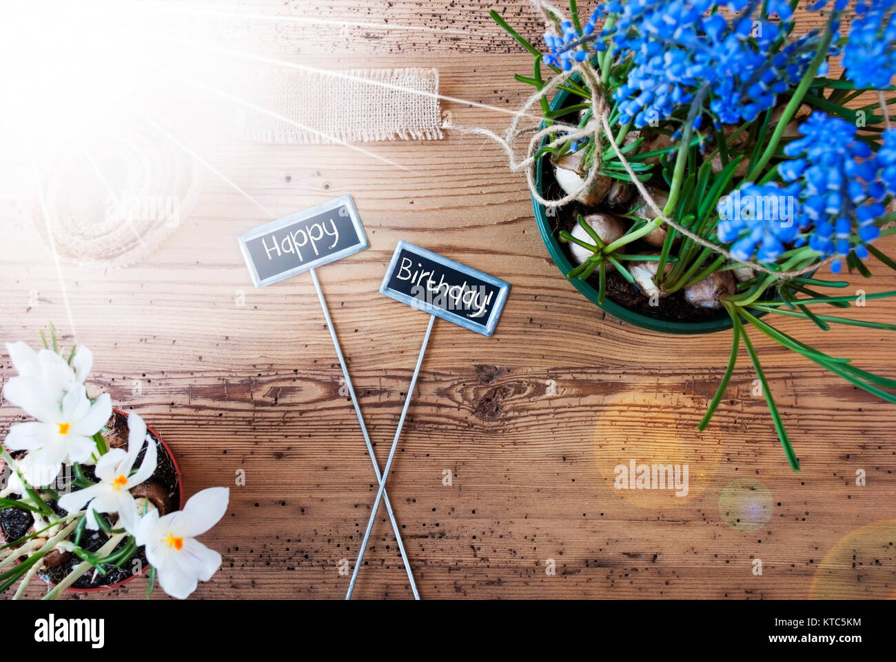 Deux Signes Avec Texte Anglais Joyeux Anniversaire Fleurs De Printemps Ensoleillee Comme Muscaris Et Crocus Ruban De Tissu De Chanvre De Fond De Bois Photo Stock Alamy