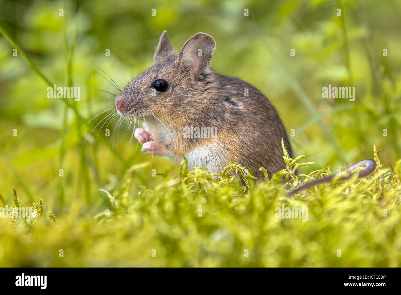 Bois sauvage mignon souris (Apodemus sylvaticus) en mousse verte environnement naturel et à la recherche dans l'appareil photo Banque D'Images