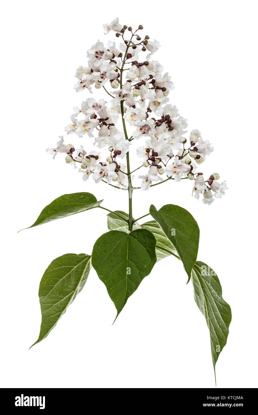 Arbre en fleurs de Catalpa, lat. Catalpa speciosa, isolé sur fond blanc Banque D'Images