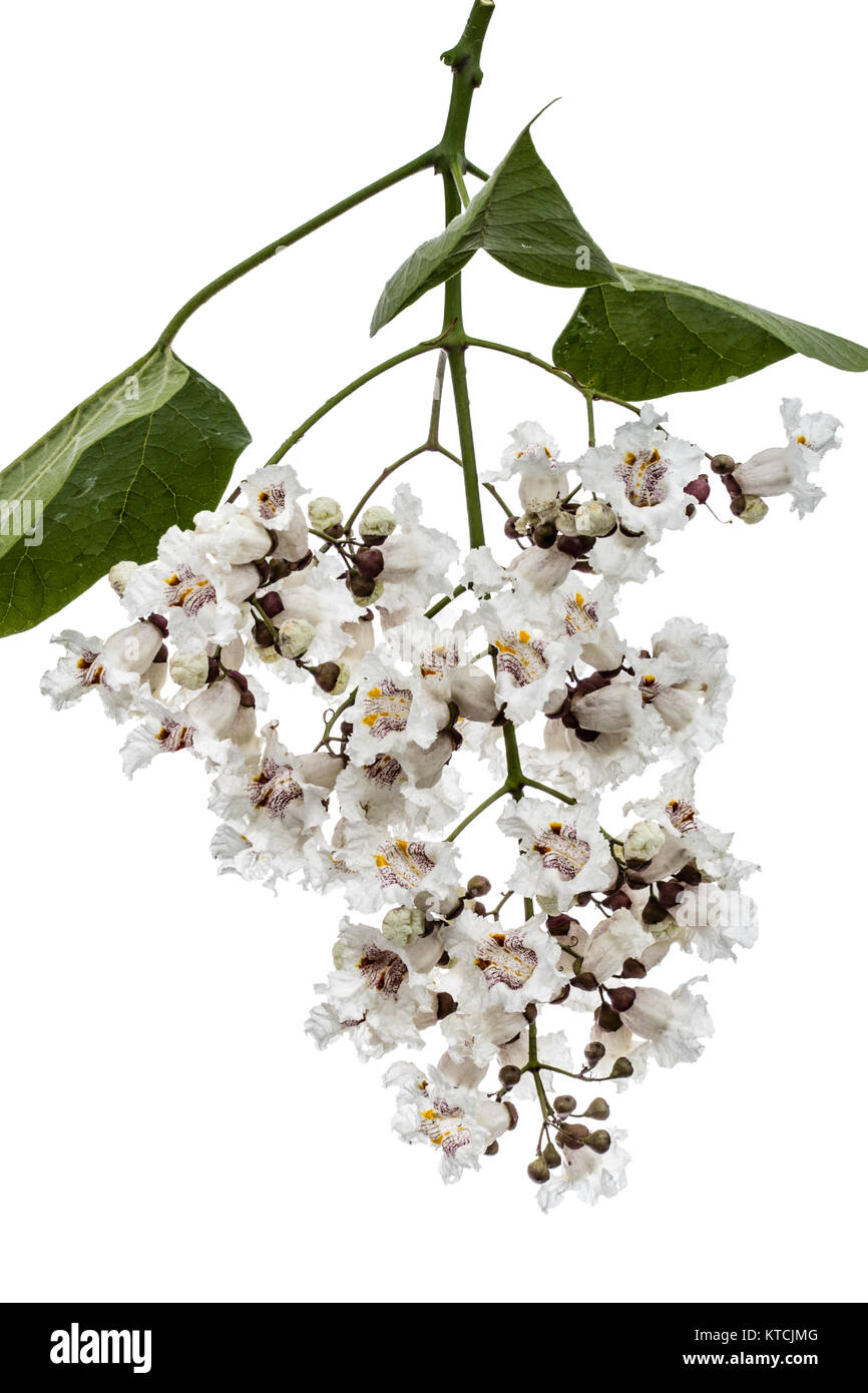 Arbre en fleurs de Catalpa, lat. Catalpa speciosa, isolé sur fond blanc Banque D'Images