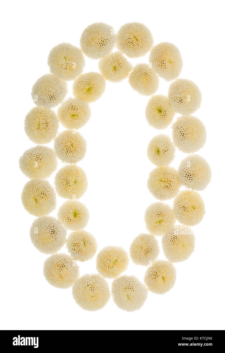 Chiffre arabe 0, zéro, à partir de crème fleurs de chrysanthème, isolé sur fond blanc Banque D'Images