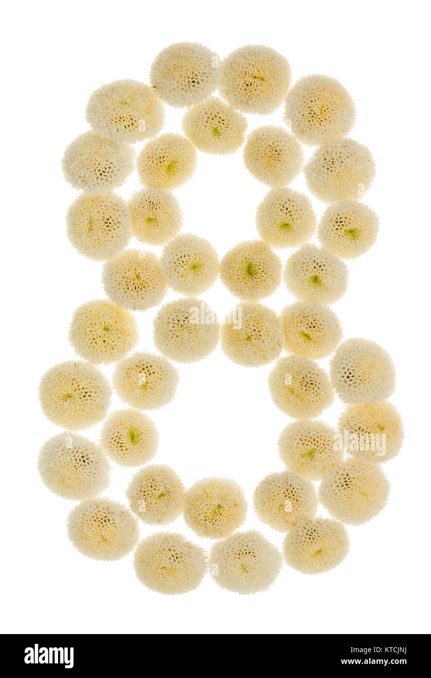 Chiffre arabe 8, huit, à partir de crème fleurs de chrysanthème, isolé sur fond blanc Banque D'Images