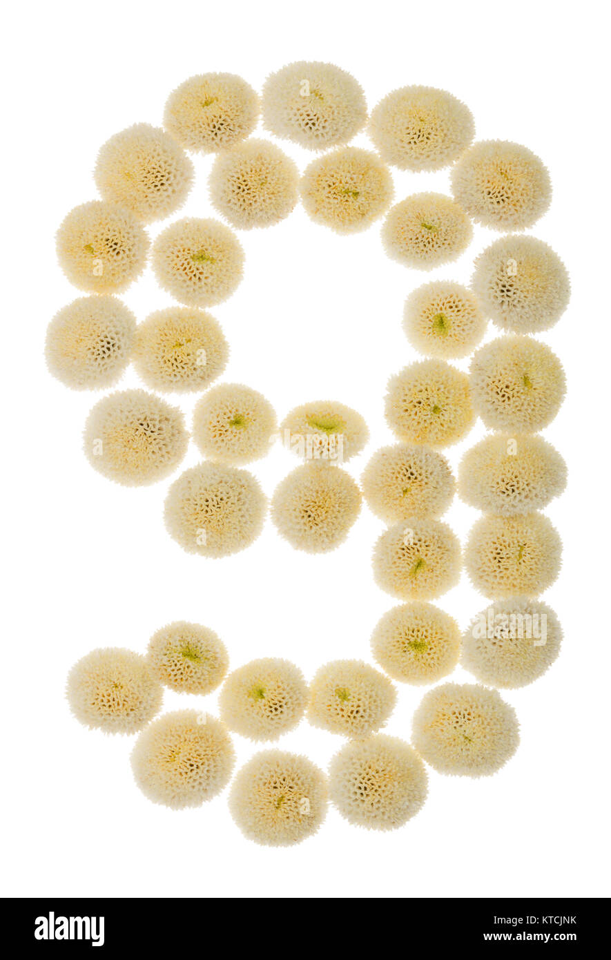 Chiffre arabe 9, neuf, à partir de crème fleurs de chrysanthème, isolé sur fond blanc Banque D'Images