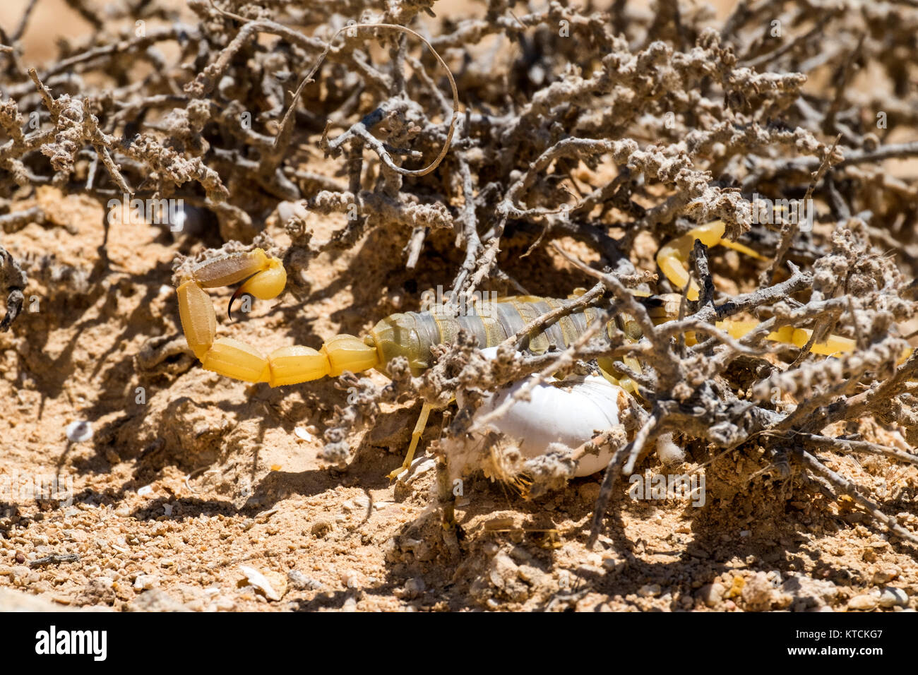 Deathstalker Scorpion du désert du Néguev ont trouvé refuge (Leiurus quinquestriatus) Banque D'Images