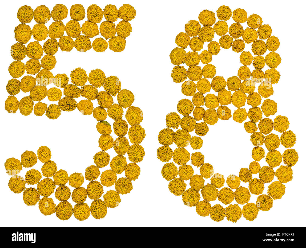 Chiffre arabe 58, cinquante huit, de fleurs jaunes de tanaisie, isolé sur fond blanc La tanaisie - une plante de la famille des jaunes avec télévision à Banque D'Images