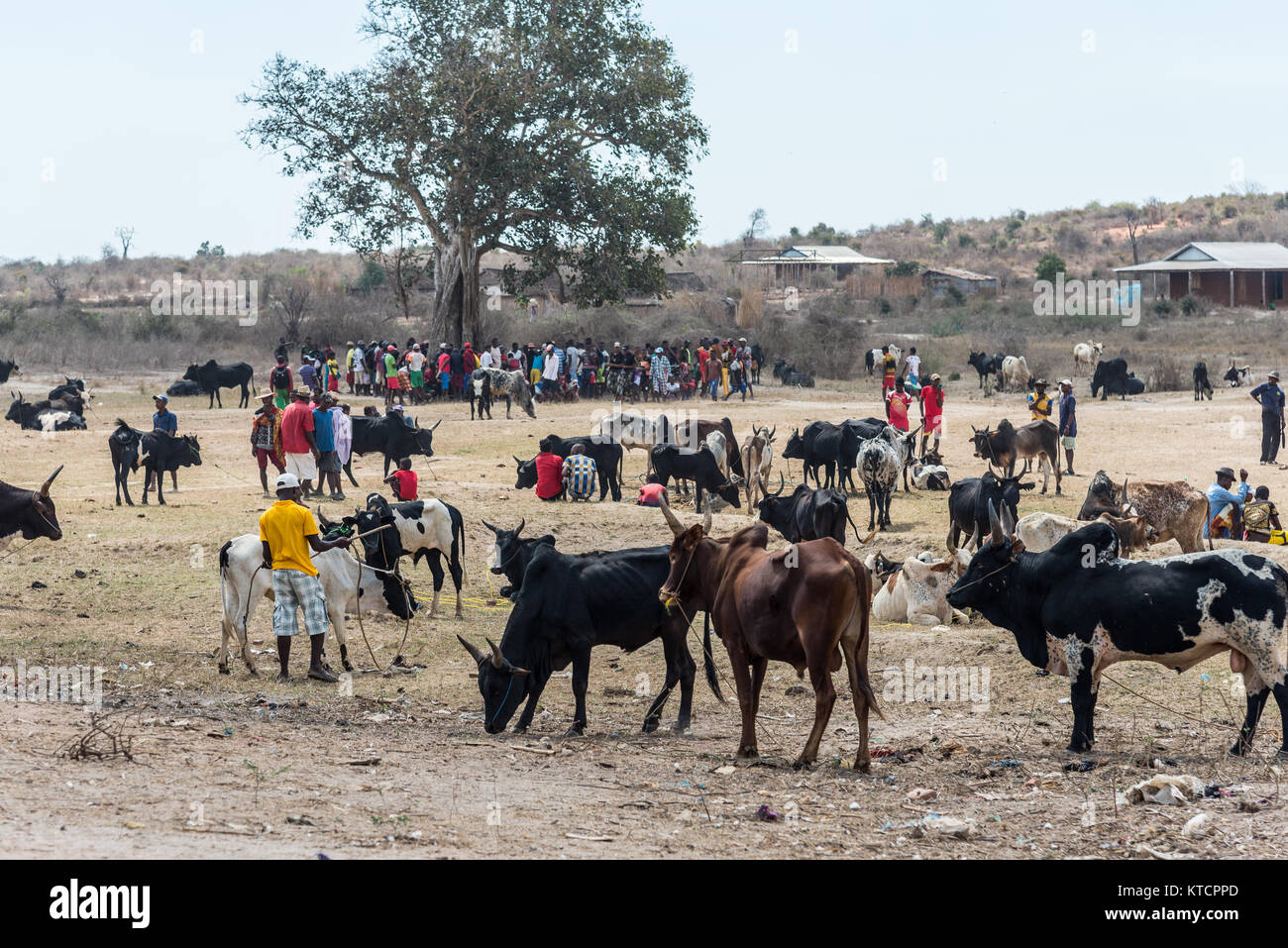 Marché de l'élevage la vente de zébu, une race locale de bovins, près de Morondava, Madagascar, Afrique. Banque D'Images