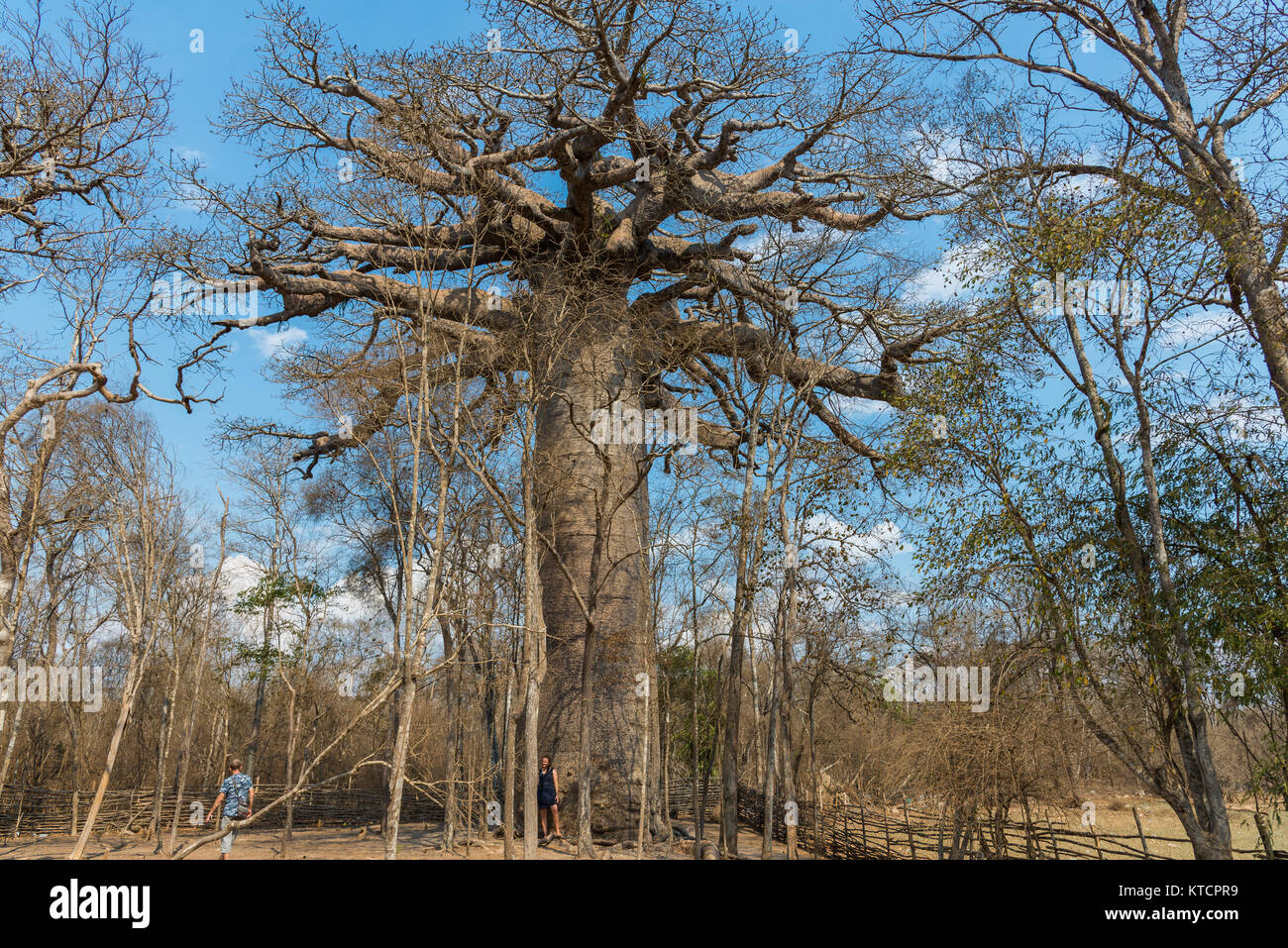 Un géant Baobab (Adansonia grandidieri) considéré comme sacré pour les habitants. Morondava, Madagascar, Afrique. Banque D'Images