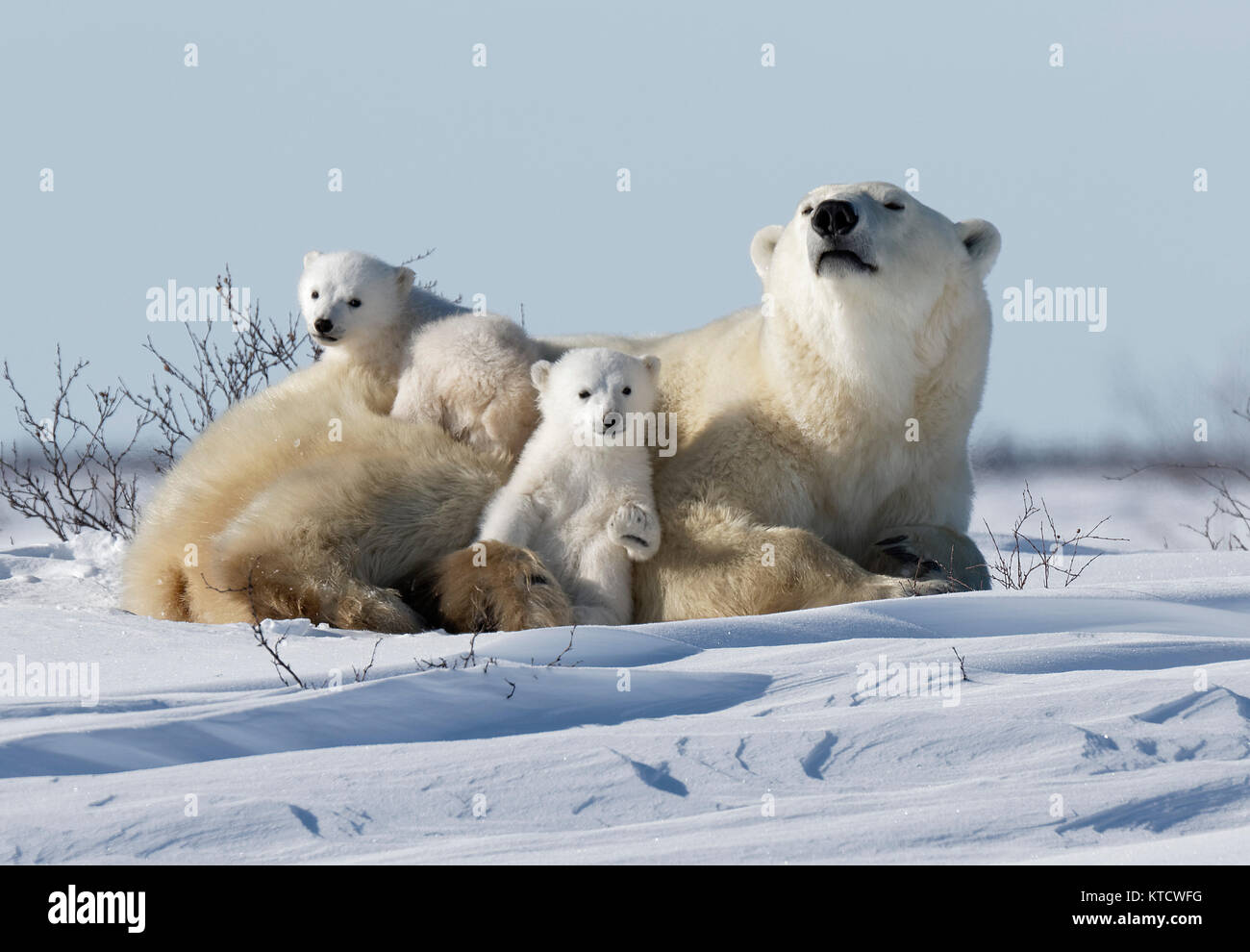 Bebe Ours Polaire De Calins Avec Maman Dans La Toundra Dans Le Parc National Photo Stock Alamy Bebe Ours Polaire De Calins Avec Maman Dans La Toundra Dans Le Parc National Photo Stock Alamy