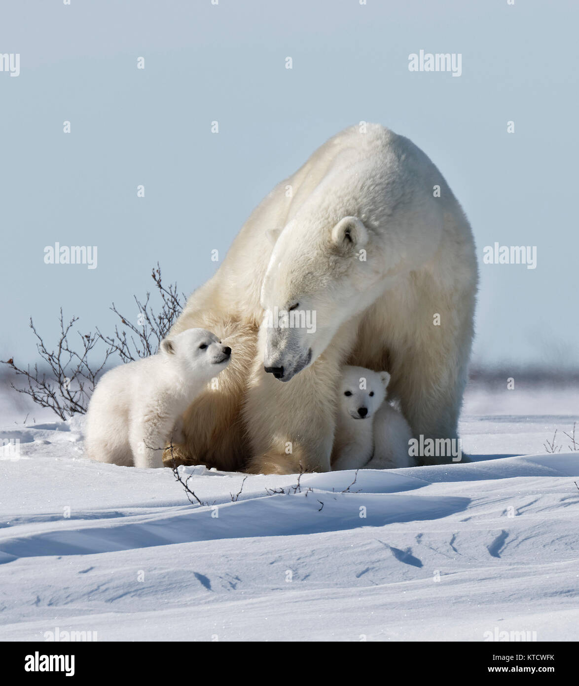 Bébé OURS POLAIRE de câlins avec maman DANS LA TOUNDRA DANS LE PARC ...