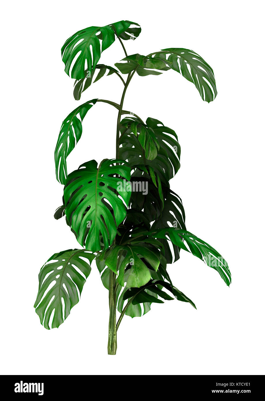 Le Rendu 3D sur la plante Monstera White Banque D'Images