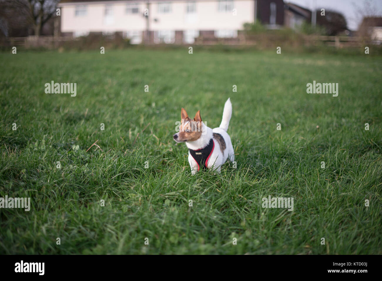 Un petit Jack Russell Terrier hybrides il porte un harnais dans un champ d'attention les yeux dans la distance Banque D'Images