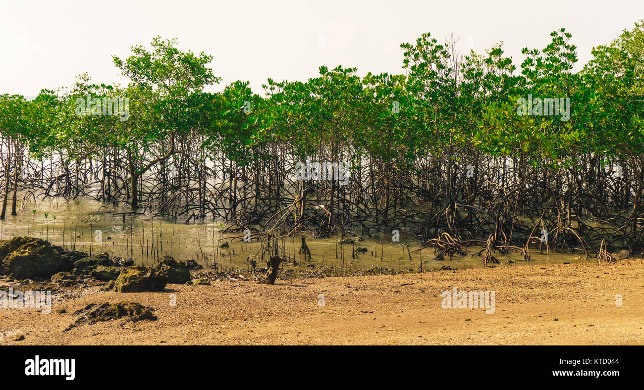 La forêt de mangrove de l'île Banque D'Images