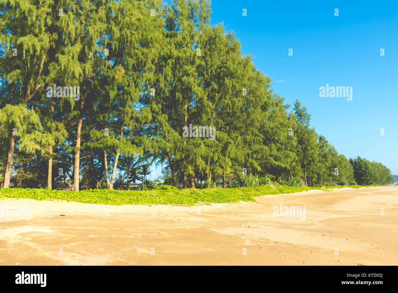 Pine Beach est sur la plage. Banque D'Images