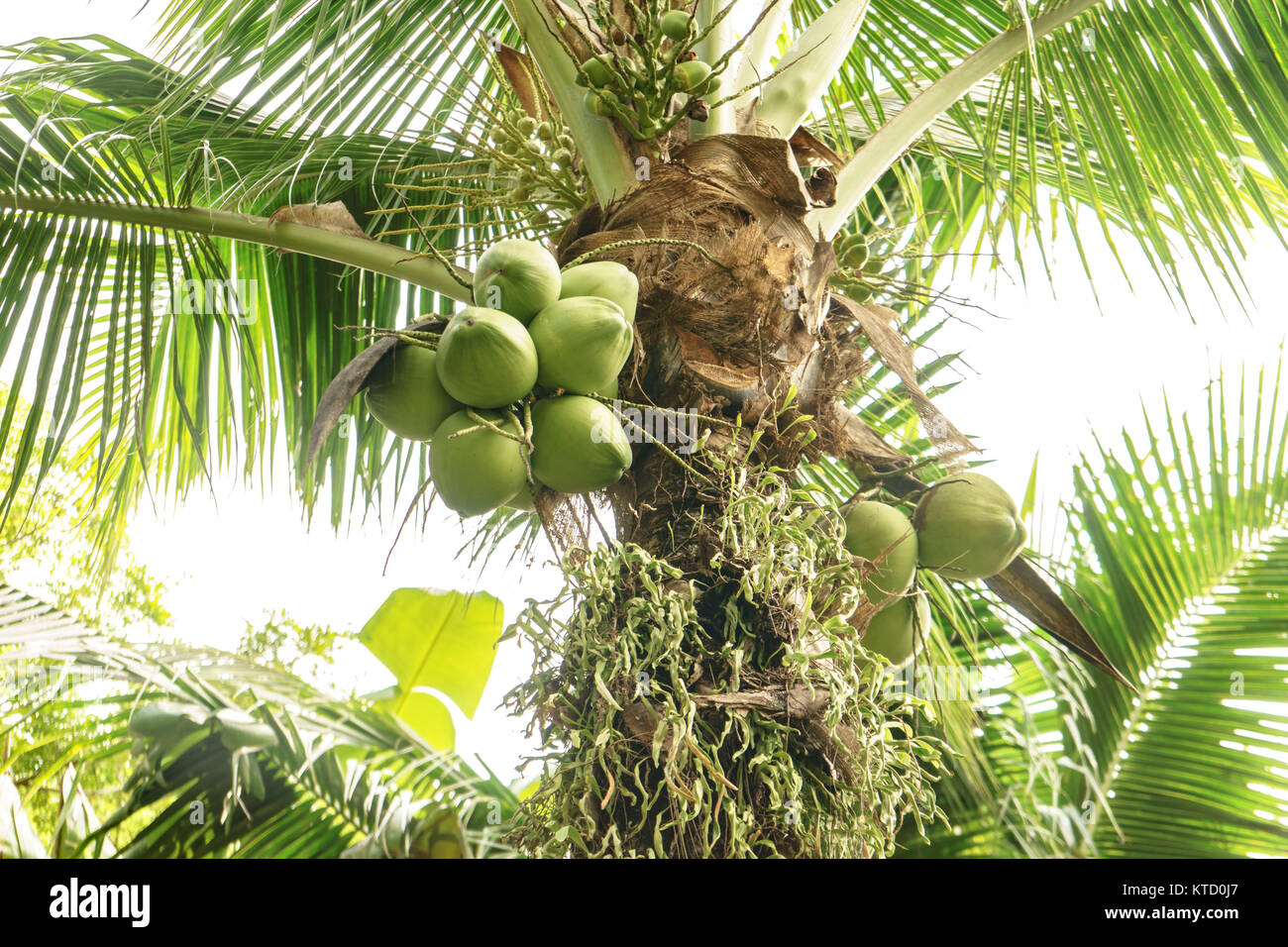 Les cocotiers ont une noix de coco sur le fond de ciel Banque D'Images
