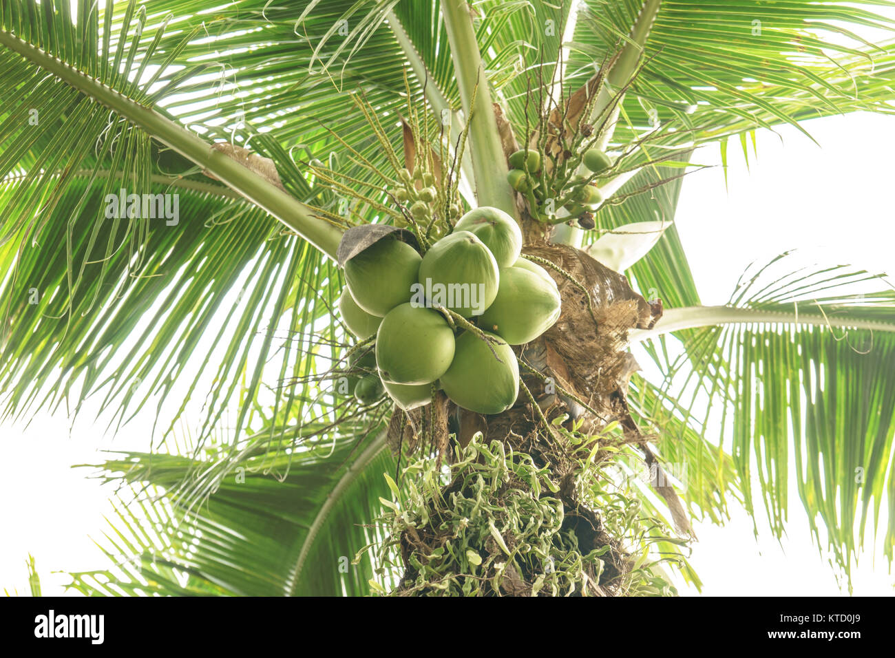 Les cocotiers ont une noix de coco sur le fond de ciel Banque D'Images
