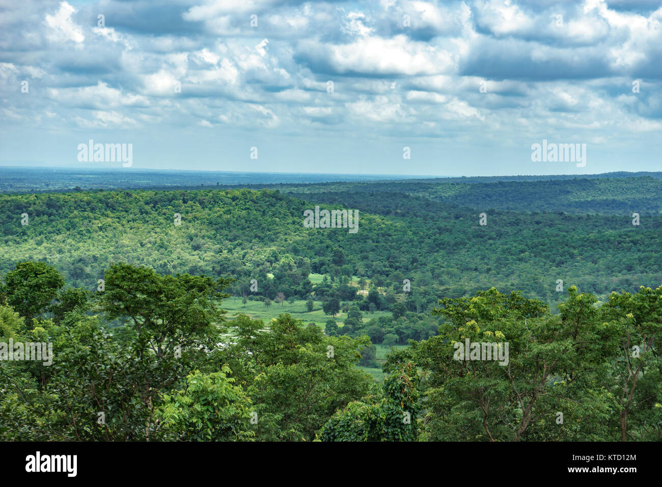 Paysage de forêt d'arbres sur fond de ciel bleu Banque D'Images