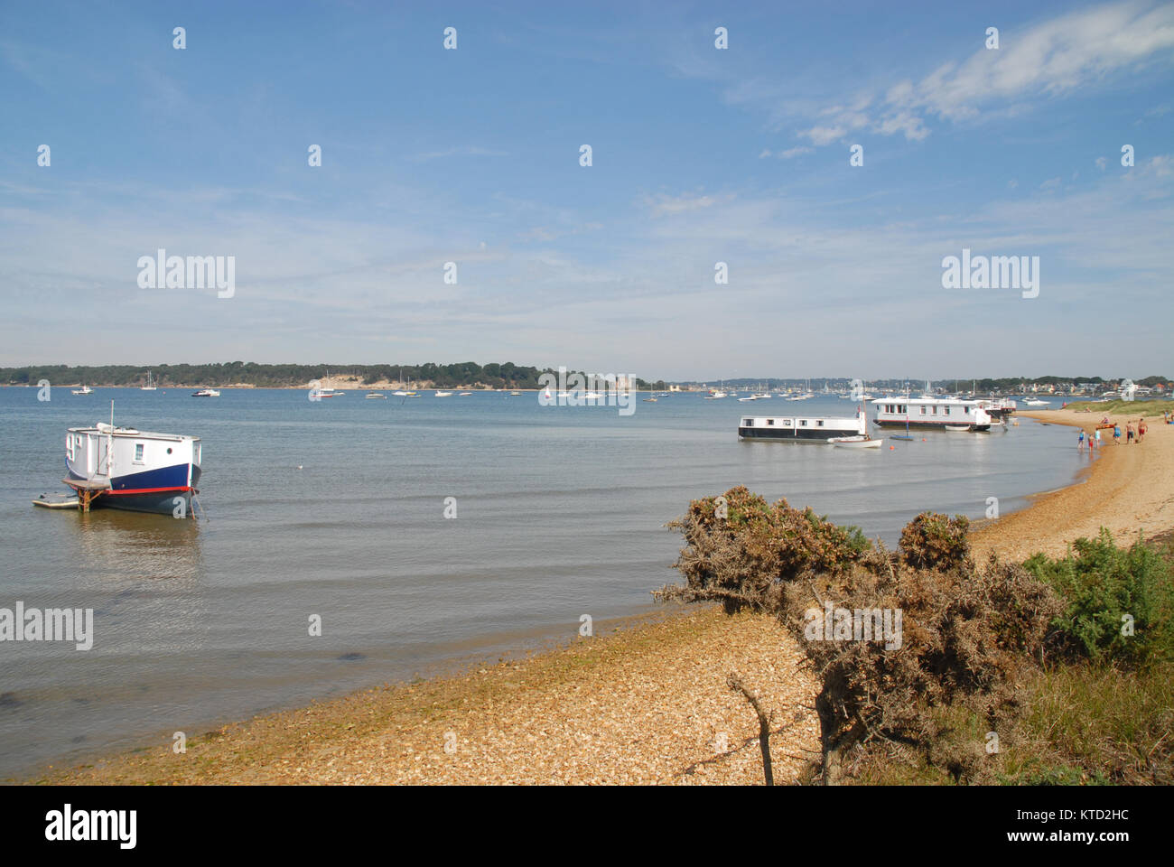 Dans la baie de ronces Studland, Dorset, Royaume-Uni Banque D'Images Dans la baie de ronces Studland, Dorset, Royaume-Uni Banque D'Images