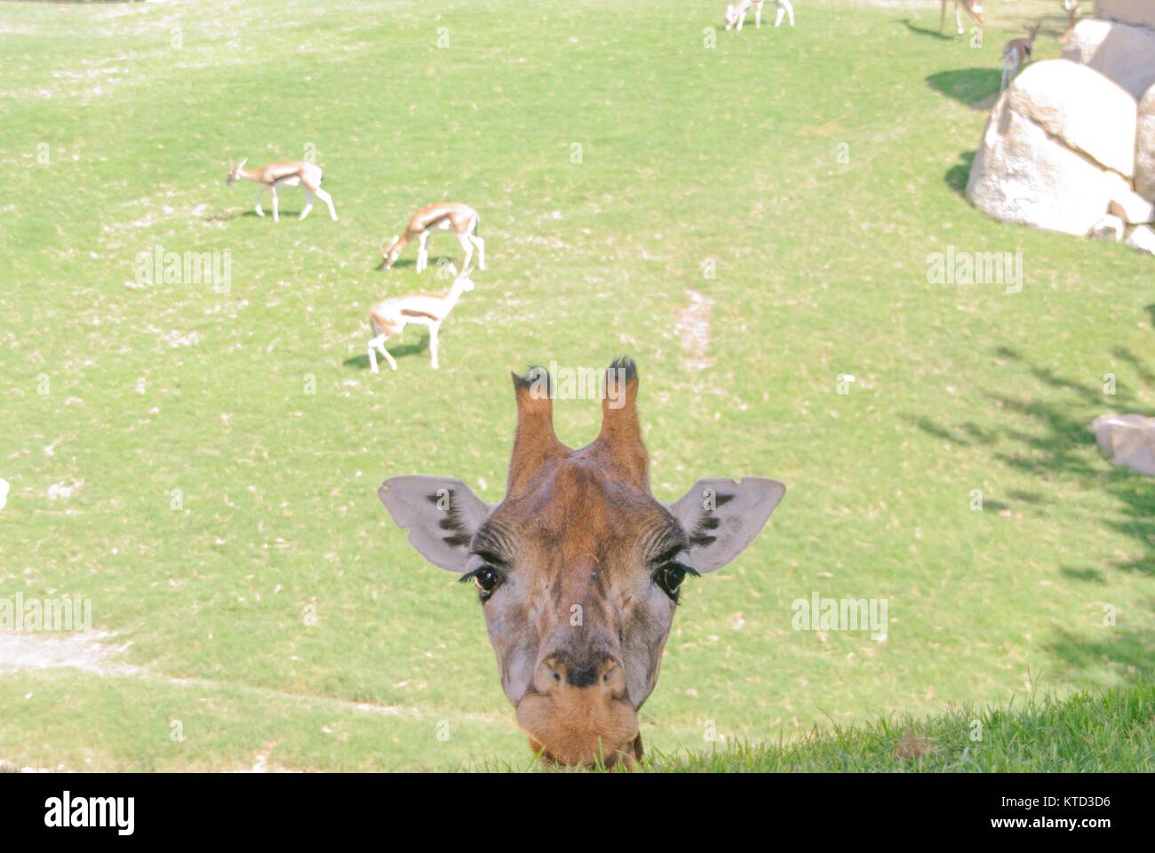 Tête de girafe à l'affût avec bas vert Banque D'Images