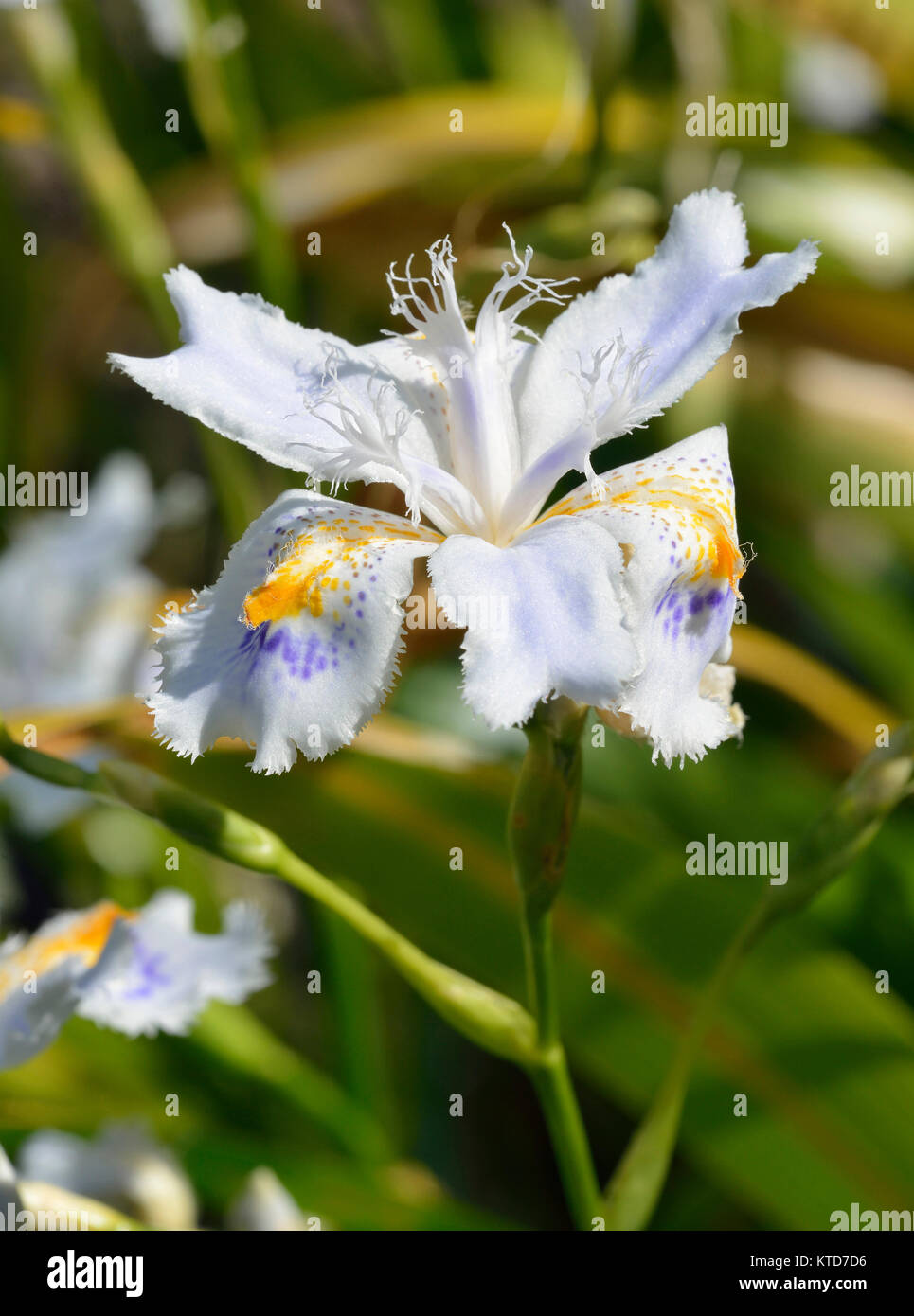 Iris japonais à franges blanches, Iris japonica de variété inconnue, fleur  avec un fond flou de feuilles Photo Stock - Alamy