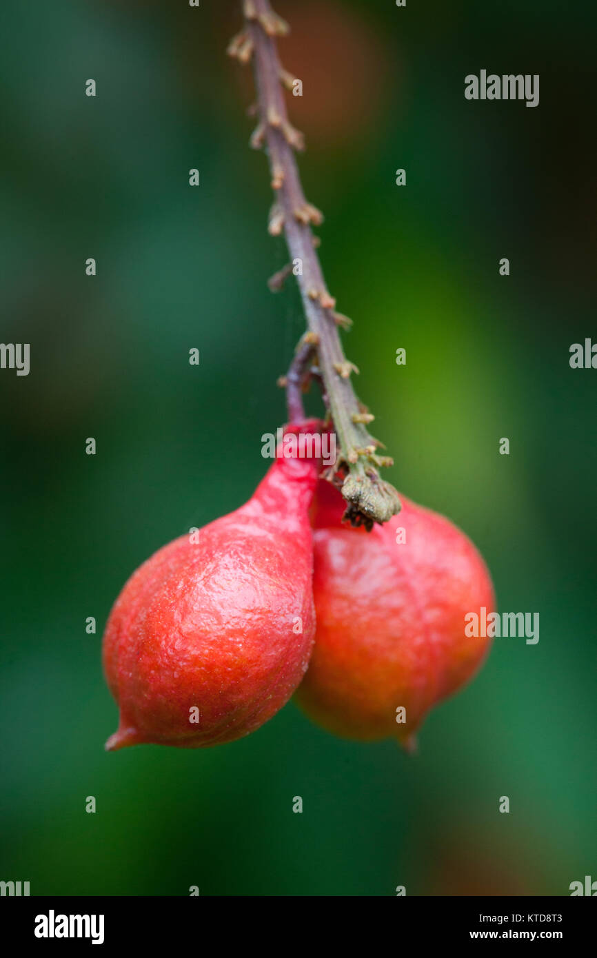 Mischocarp Mischocarpus Bell rouge (exangulatus) fruits en développement. Diwan. Le Queensland. L'Australie. Banque D'Images