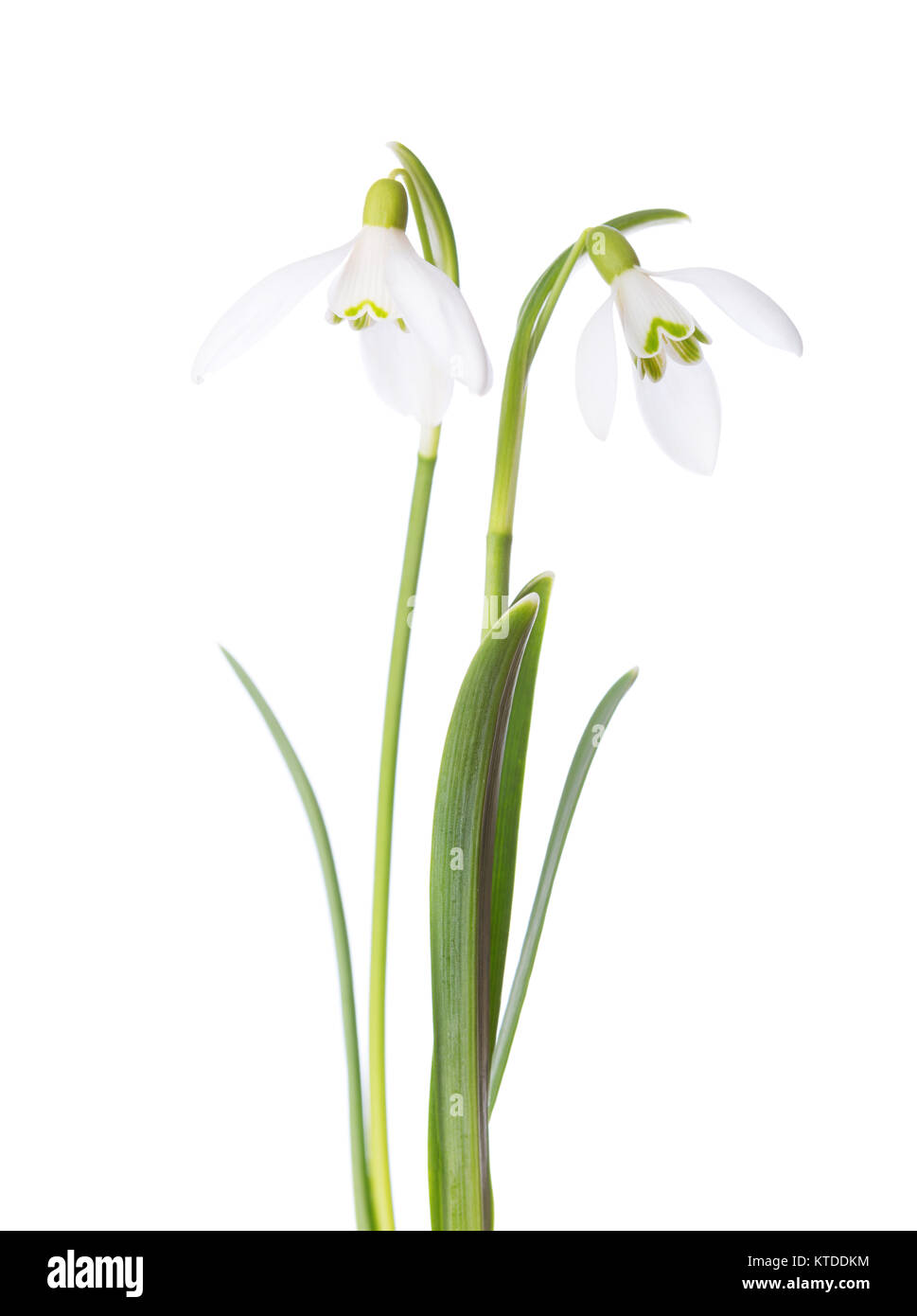 Deux fleurs snowdrop isolé sur fond blanc. Banque D'Images