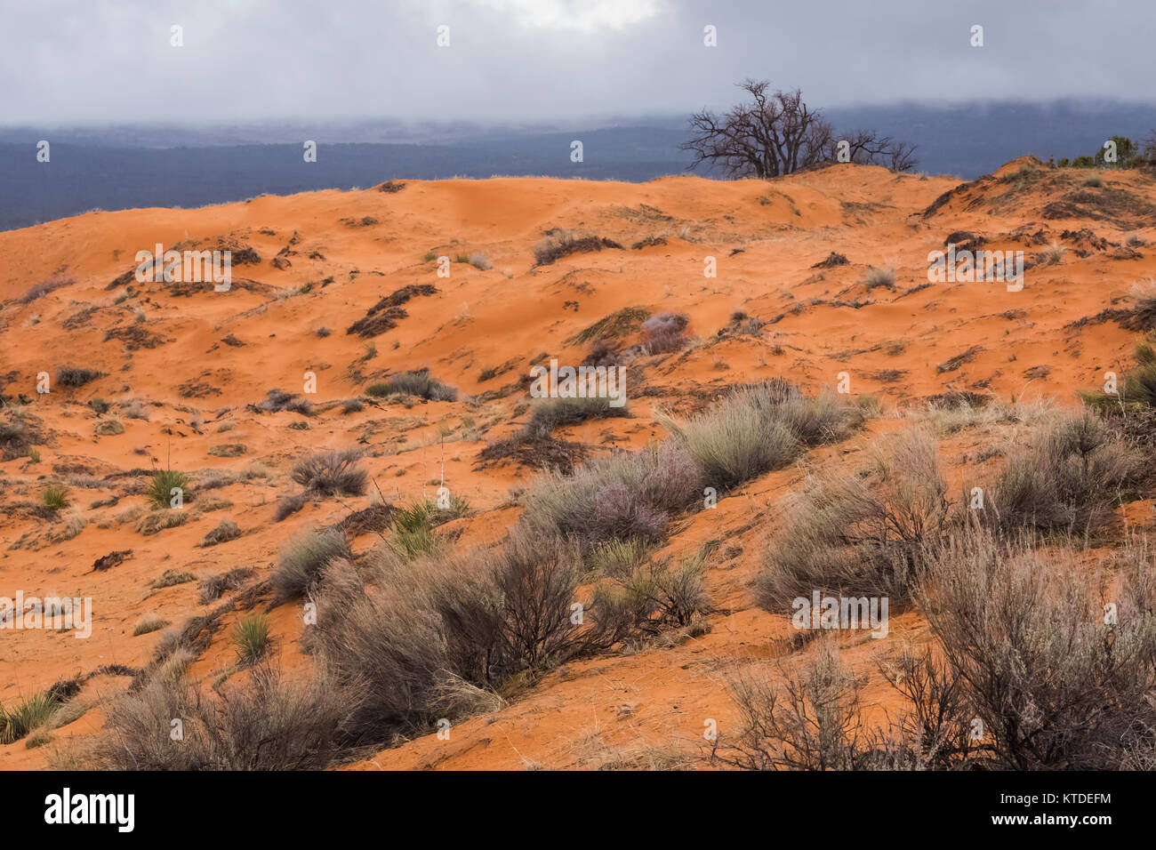 Matin ciel couvert à Coral Pink Sand Dunes State Park, Utah, USA Banque D'Images